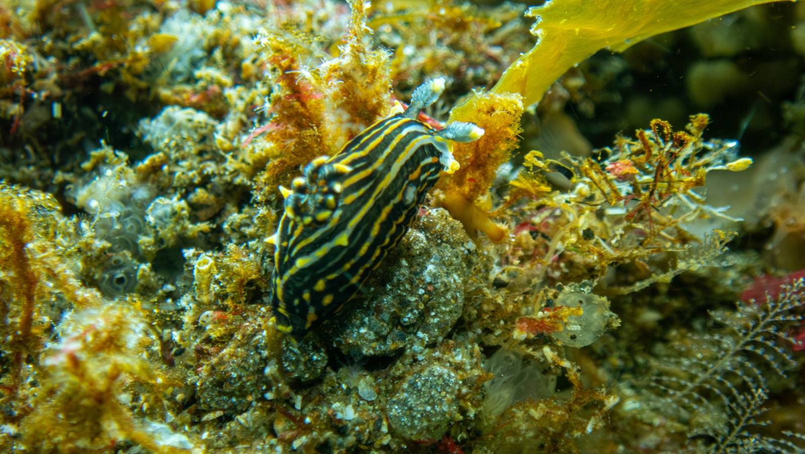 A sea slug is crawling on the ocean floor.
