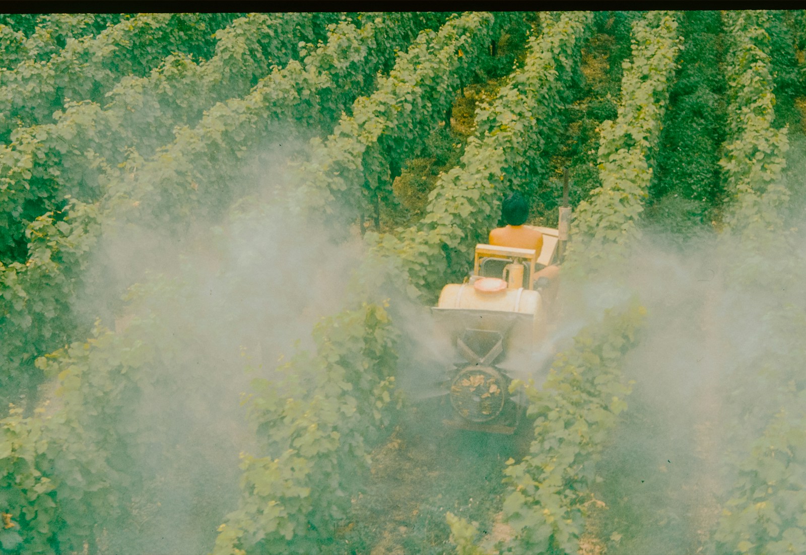 A tractor sprays a field of crops.